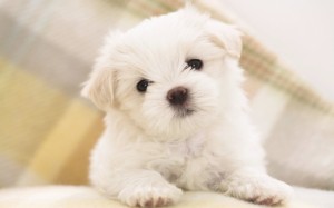 5 Most Hidden Facts About Westie Puppies Exclusive