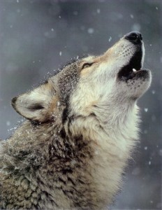 Gray Wolf Is A Keystone Predator Of The Ecosystem