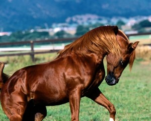 Top 20 Most Beautiful Horses In The World