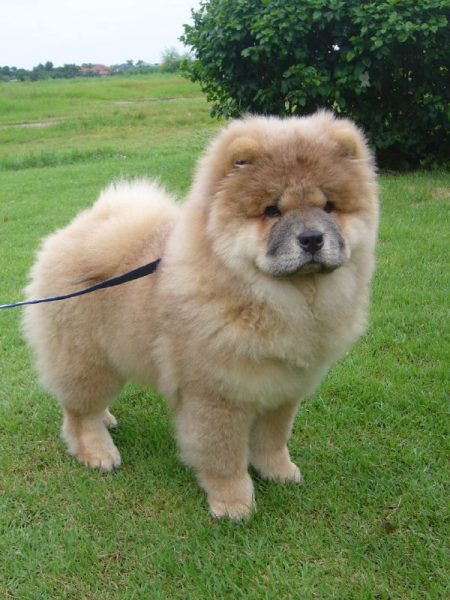 Chow-Chow Dog Is Smart, Loyal And Good Companion