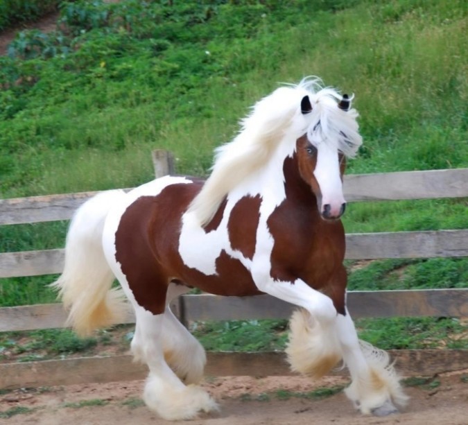 Top 20 Most Beautiful Horses In The World