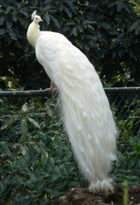 Weird Peacocks Wear Wedding Dresses