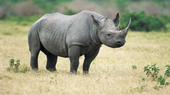 whare west african black rhinoceros does live