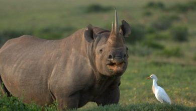 img 06443 1024x469 The Western Black Rhinoceros Declared Extinct Because of Heavy Poaching - 8