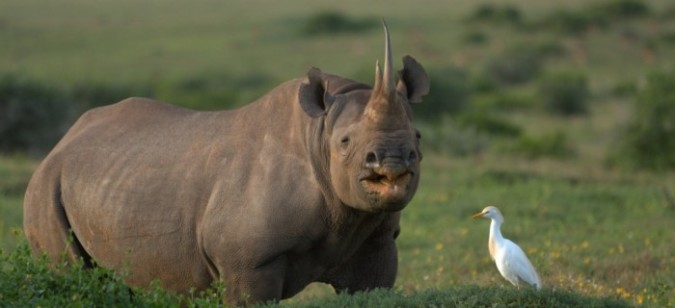 western black rhinoceros extinction