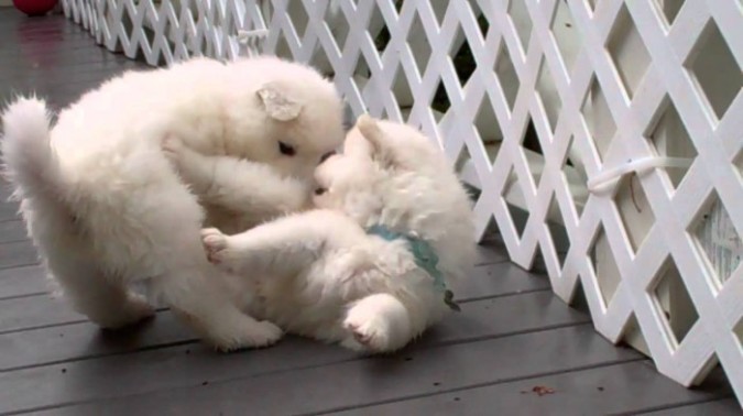 Samoyed Is A Fluffy, Gorgeous And Perfect Companion Dog