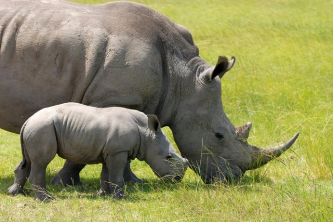 The Western Black Rhinoceros Declared Extinct Because Of Heavy Poaching