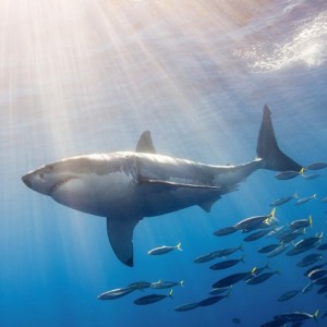 Is It True: Great White Sharks Should Keep Swimming all the time in ...