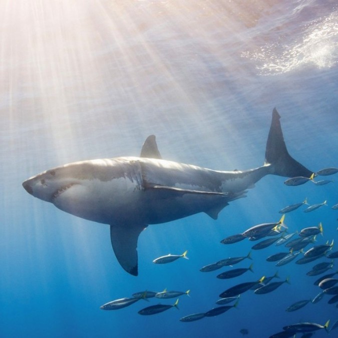 Is It True: Great White Sharks Should Keep Swimming All The Time In ...