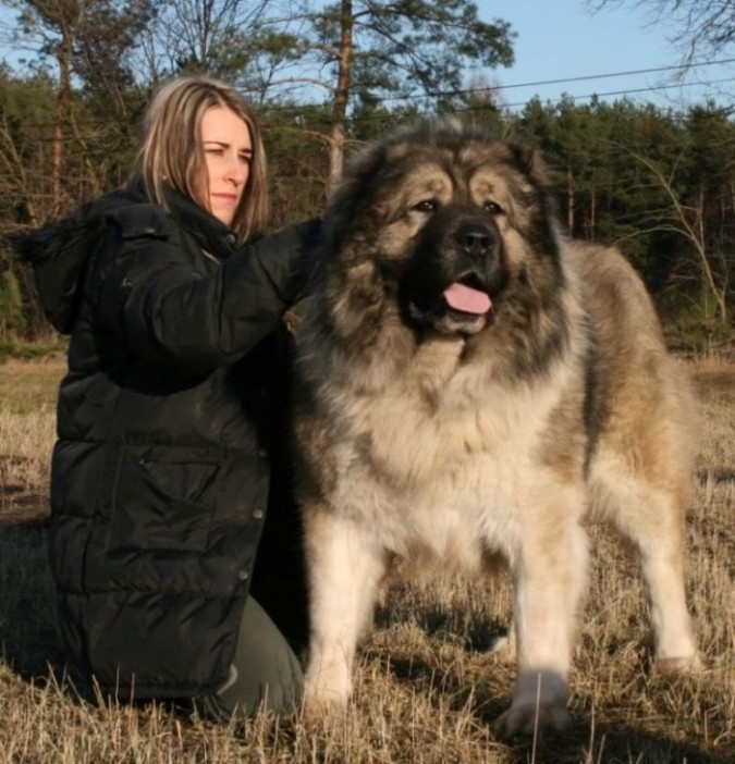 Top 7 Strangest Caucasian Mountain Dog Facts