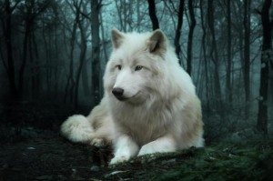 Serious Facts You Must Know About The White Snow Wolf