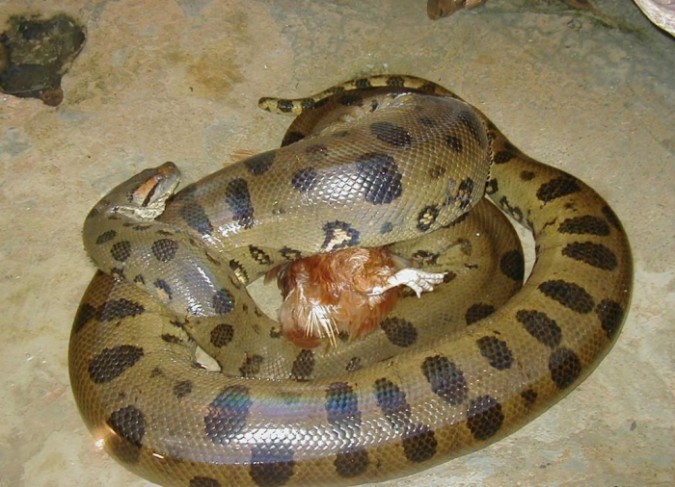 Unbelievable Facts You Don’t Know About Anaconda