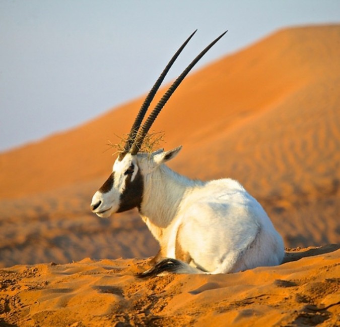 The Arabian Oryx Returns Back To Life