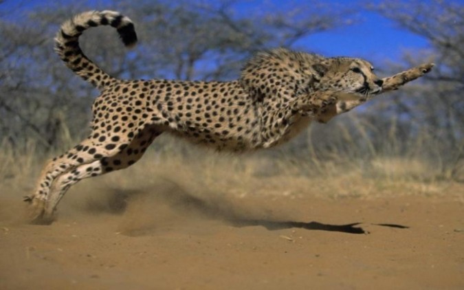 Is Cheetah Going To Be Extinct & Disappear From Our Life?