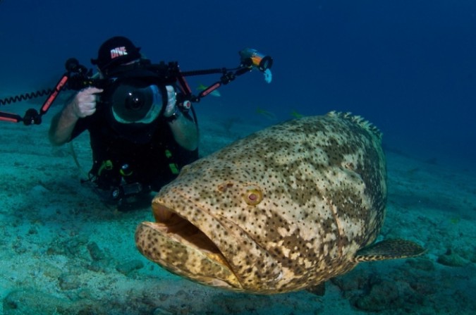 Is The Atlantic Goliath Grouper Endangered?