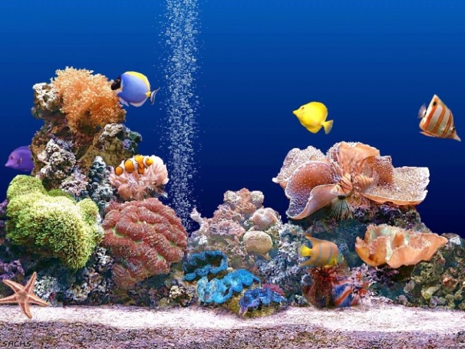 What Is The Importance Of The Magnificent Coral Reefs?