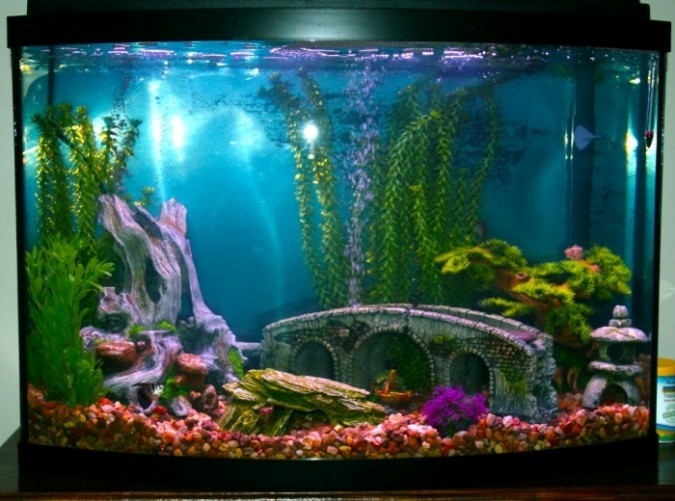 How To Decorate Your Boring Fish Tank