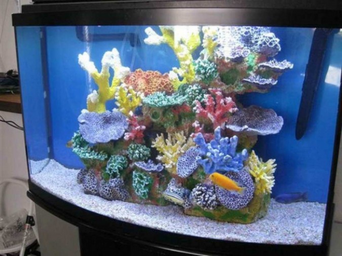 How To Decorate Your Boring Fish Tank