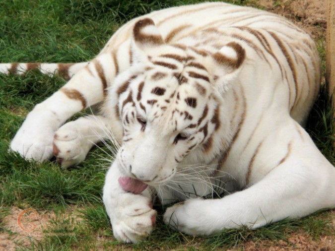 Why Are These Rare & Weird Tigers White?