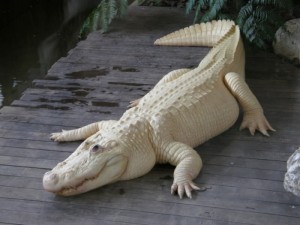 Do White Alligators Really Exist on Earth?