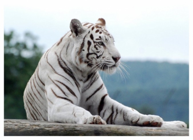 Why Are These Rare & Weird Tigers White?