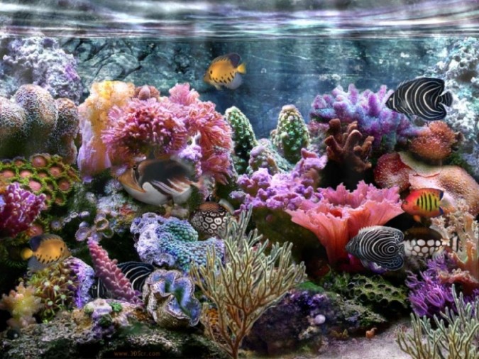 What Is The Importance Of The Magnificent Coral Reefs?