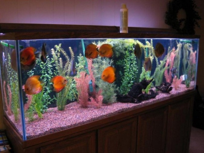 How to Decorate Your Boring Fish Tank | Pouted.com