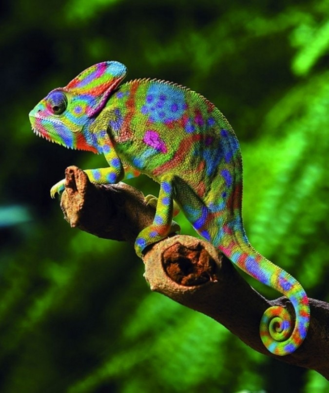 How Can The Chameleon Change Its Color?