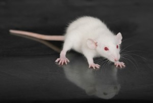 Why Are The White Rats Extremely Important?