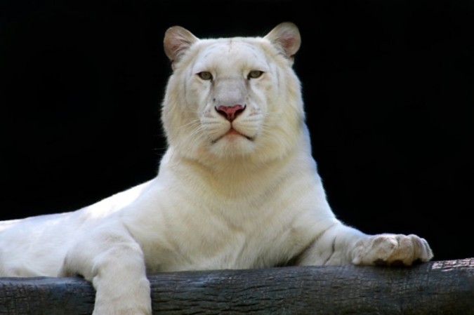 Why Are These Rare & Weird Tigers White?