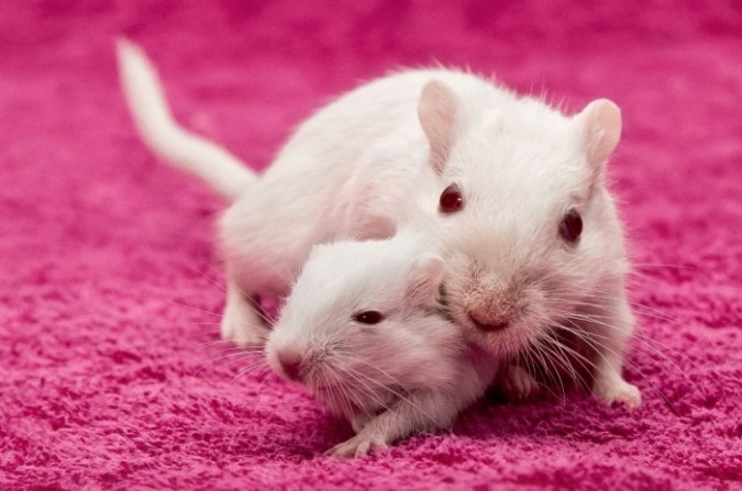 Why Are The White Rats Extremely Important?