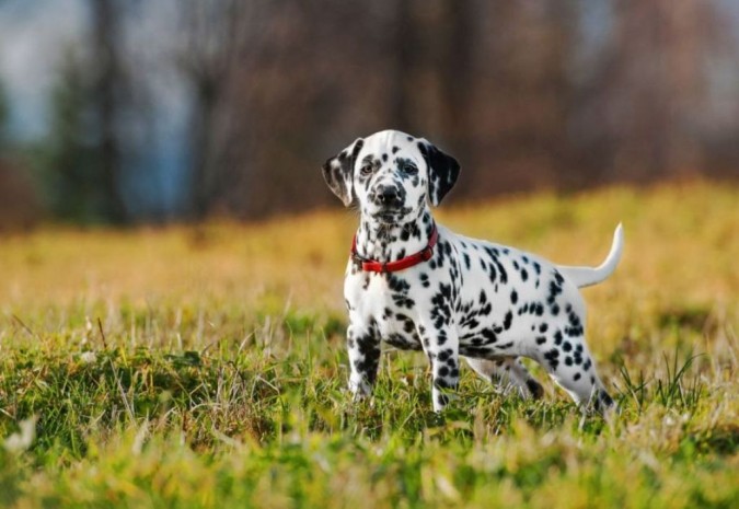 10 Uses for the Dalmatian Dog, What Are They?