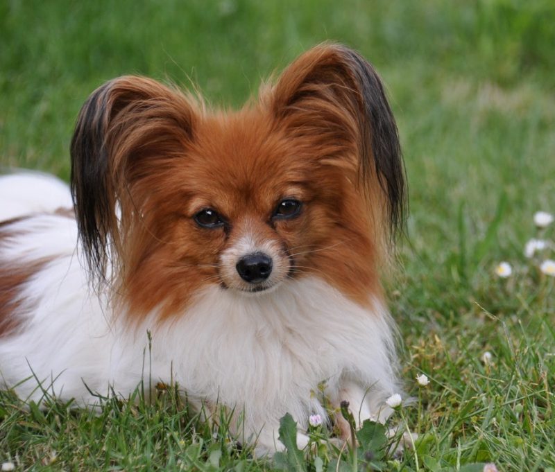 Papillon Dog Breed “Cutest & Smartest Gift For Everyone”