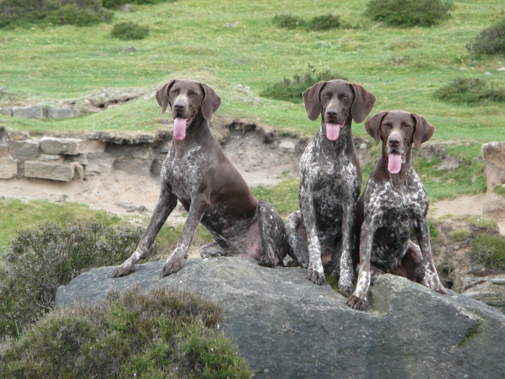 7 Exciting Pointer Dog Breed Facts The Perfect Choice For Hunters