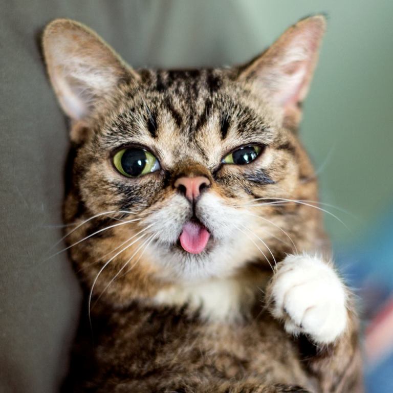 What Is The Secret Behind Lil Bub’s Unique Appearance?