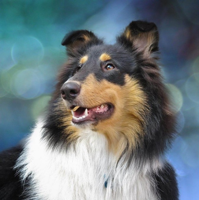 Why Is Collie Dog A Perfect Watchdog?