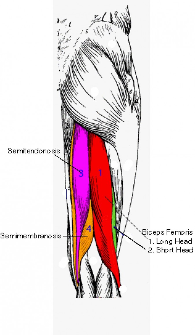 Top 10 Strongest Muscles In The Body