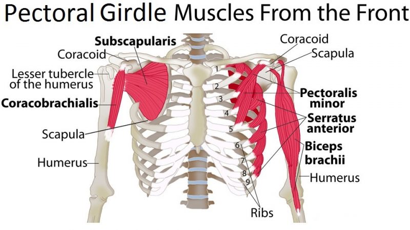 Top 10 Strongest Muscles in The Body | Pouted.com