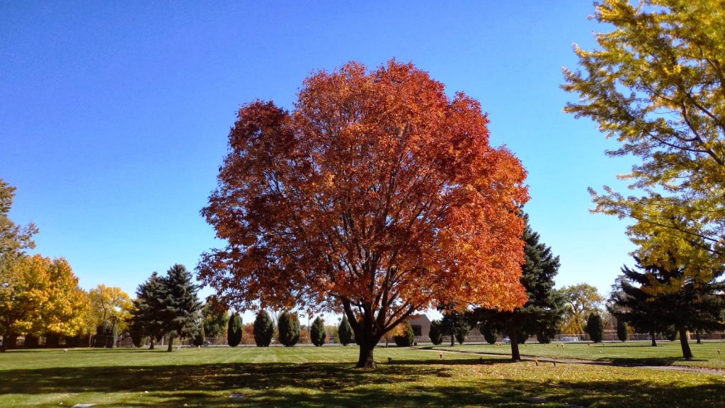 Top 10 Fastest Growing Trees In The World | Pouted.com