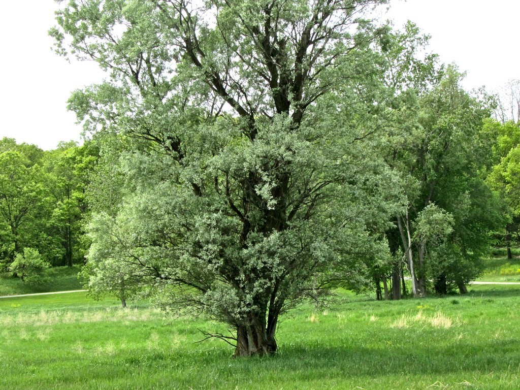 Cottonwood Tree ?x45357