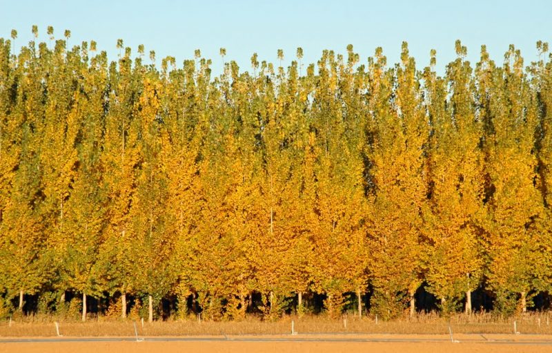 Top 10 Fastest Growing Trees In The World