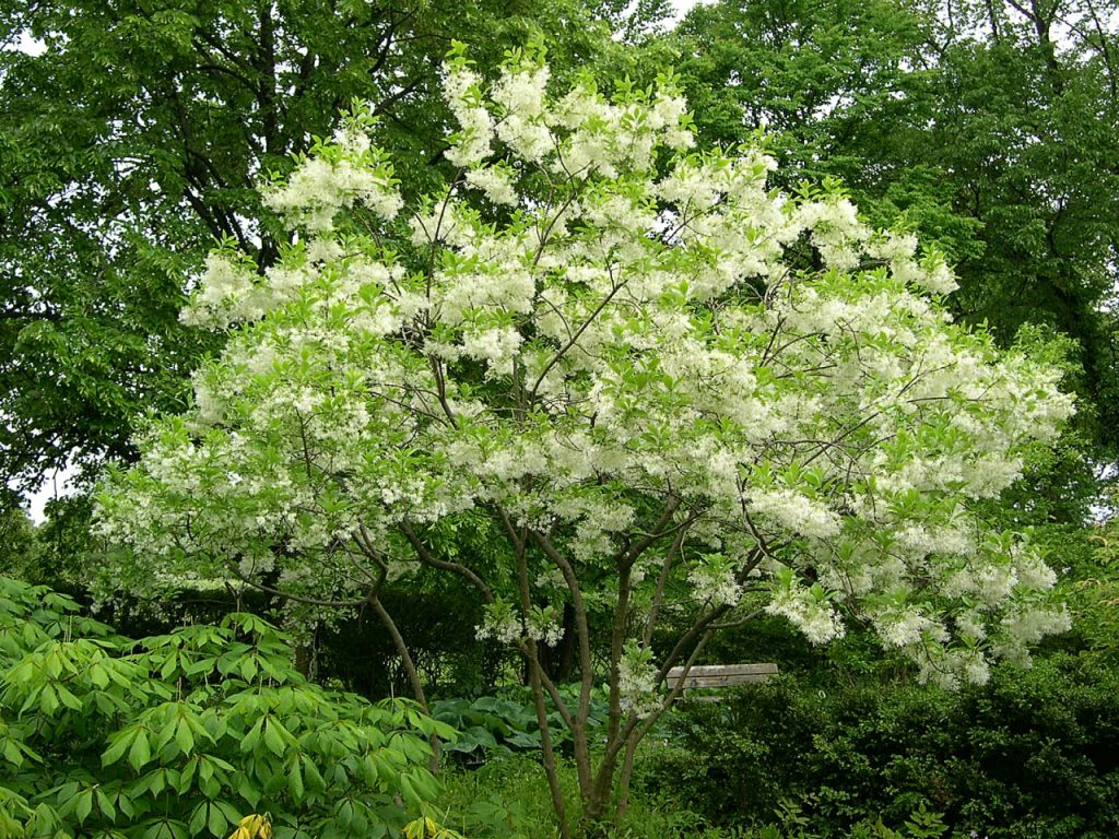 Top 10 SummerBlooming Trees For Your Garden