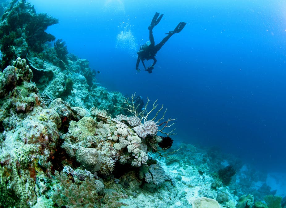 How Does A Coral Reef Ecosystem Work?