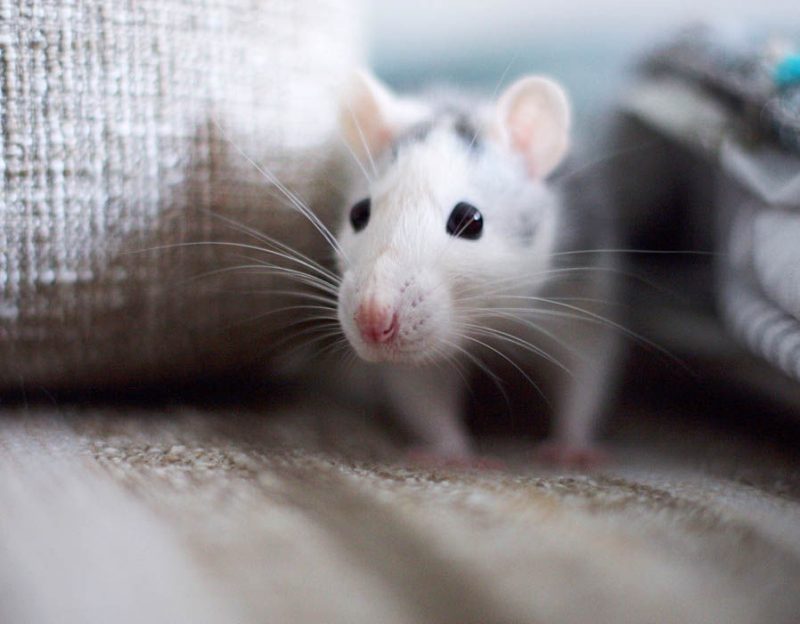 7 Problems You Can Get From House Mice