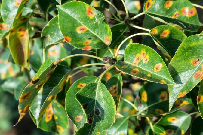 the telltale signs of a diseased tree Home Preparation for The Upcoming Monsoon Season - 7