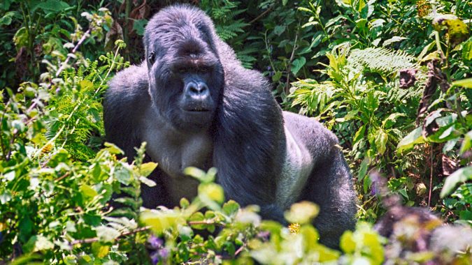 gorilla through steamy bamboo forests 8 Best Travel Destinations in June - 10