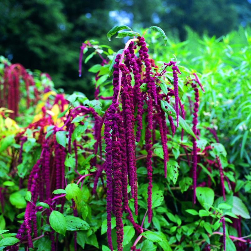 15 Annuals That Bloom All Summer