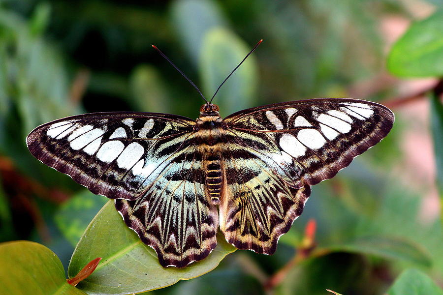 Top 10 Most Beautiful Colorful Butterflies Species