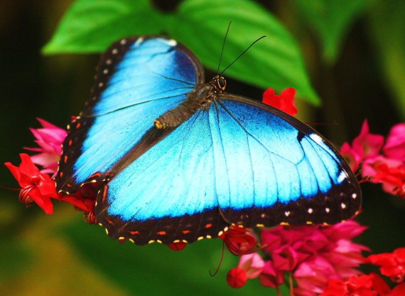 Top 10 Most Beautiful Colorful Butterflies Species