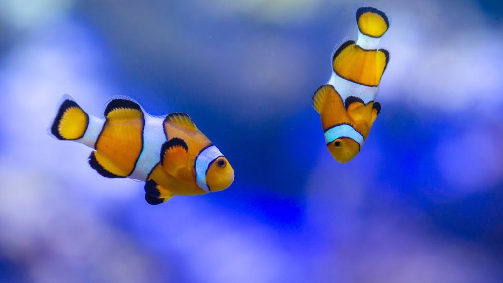 Top 10 Most Beautiful Colorful Fish Types